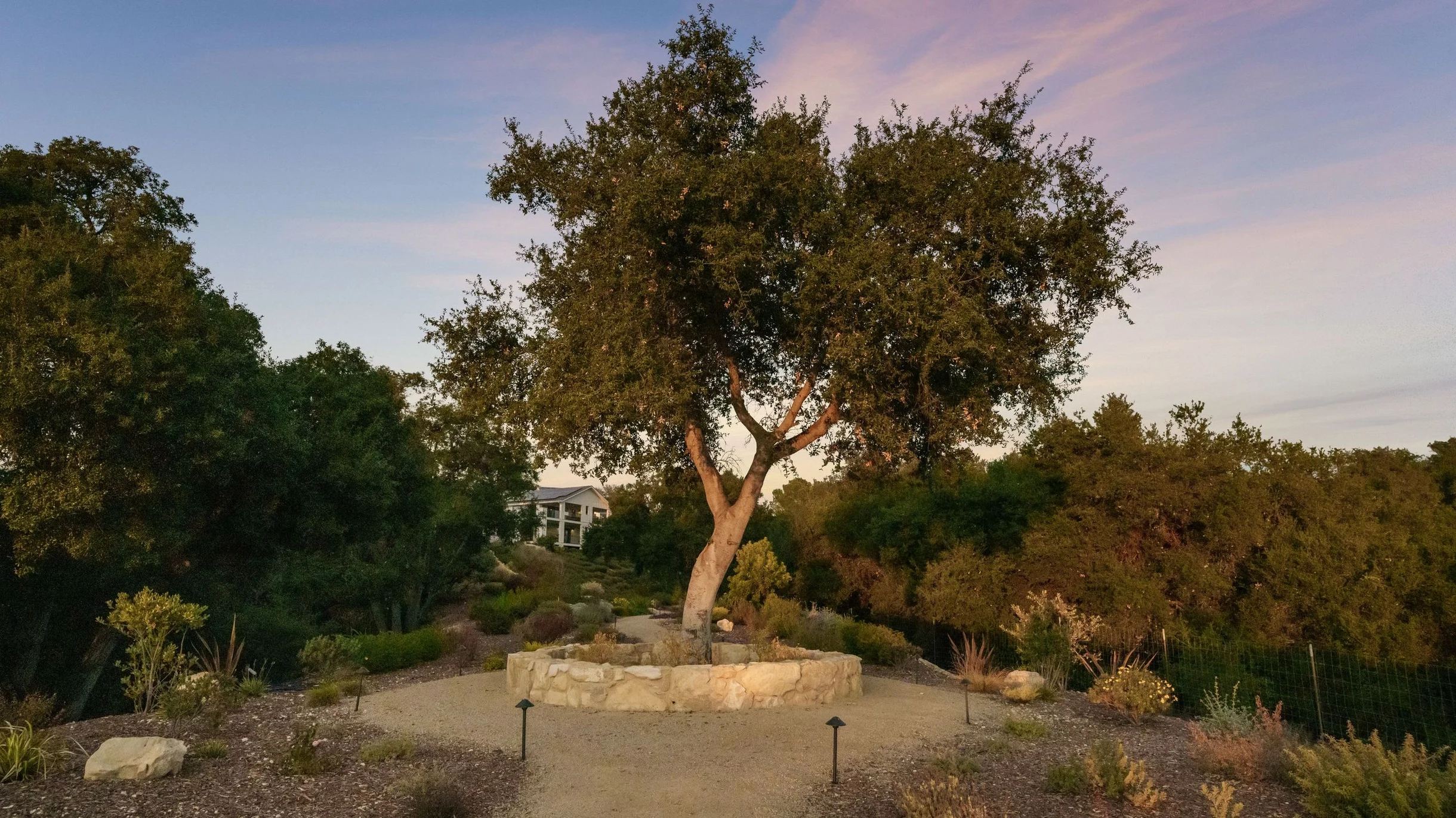 Wander Paso Robles Haze #119