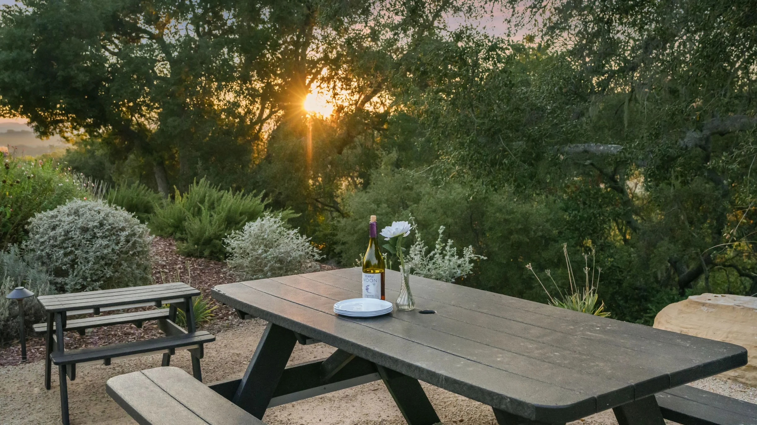 Wander Paso Robles Haze #116