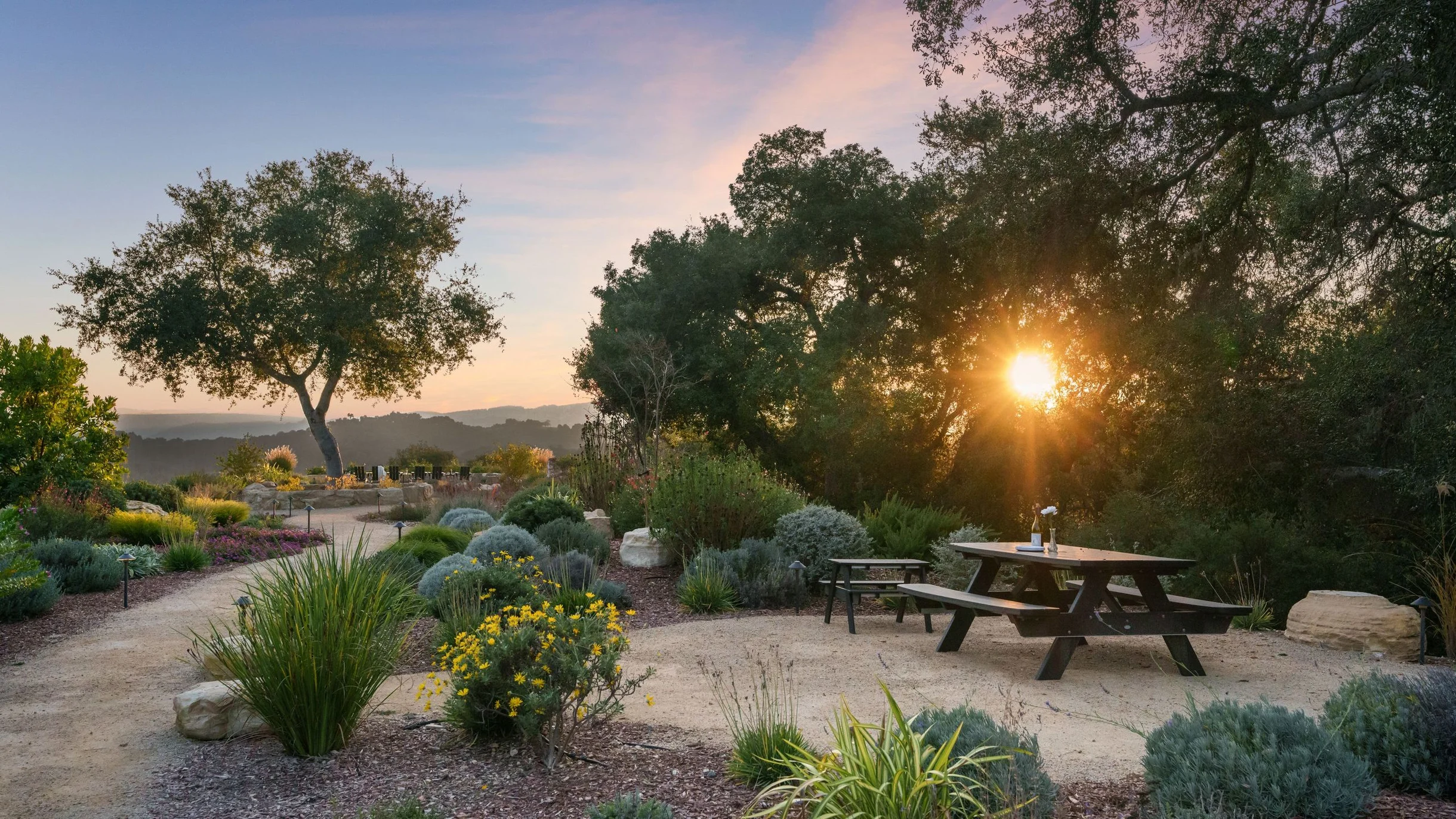 Wander Paso Robles Haze #147