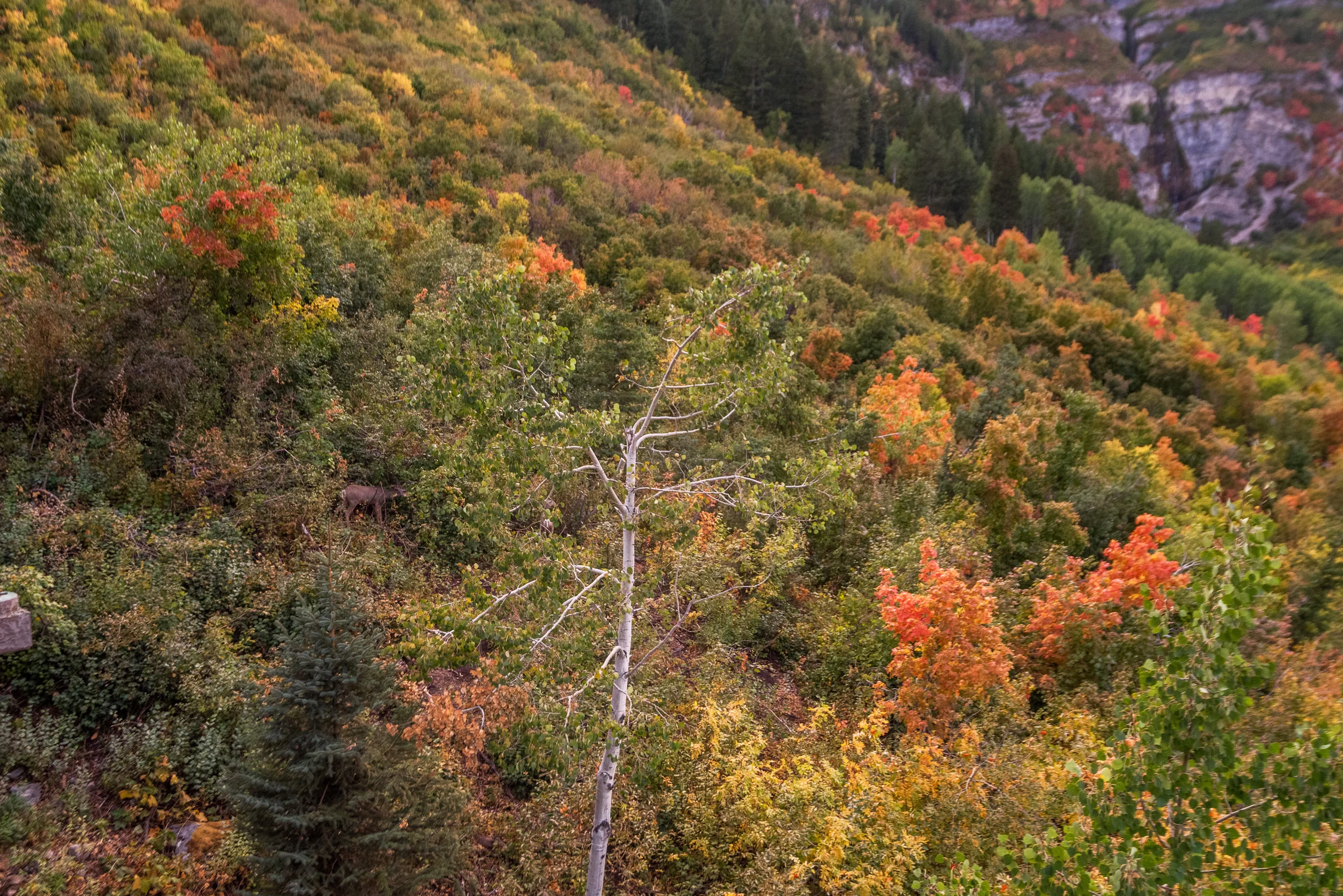 The Falls #53
