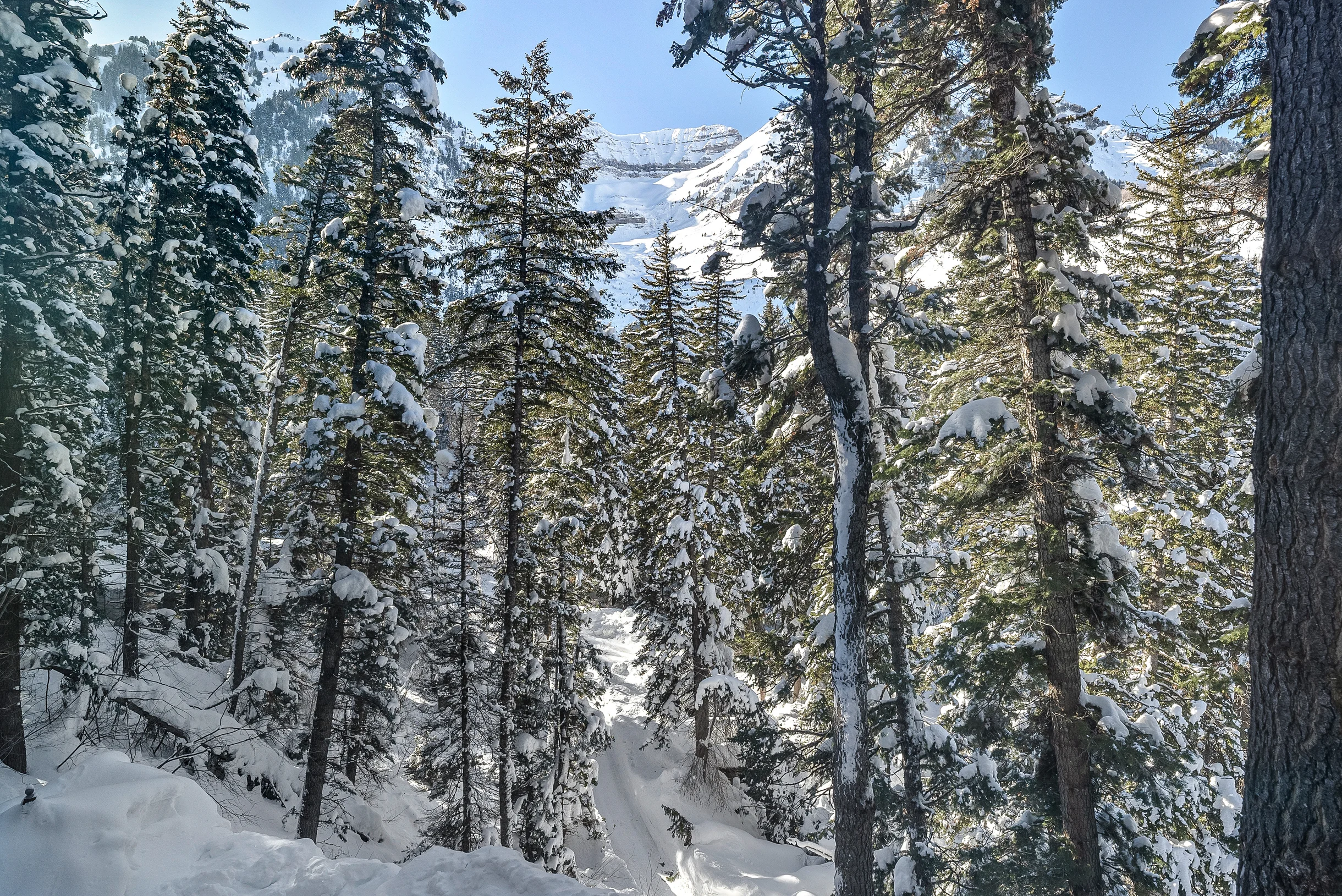 Carpe Montem #91