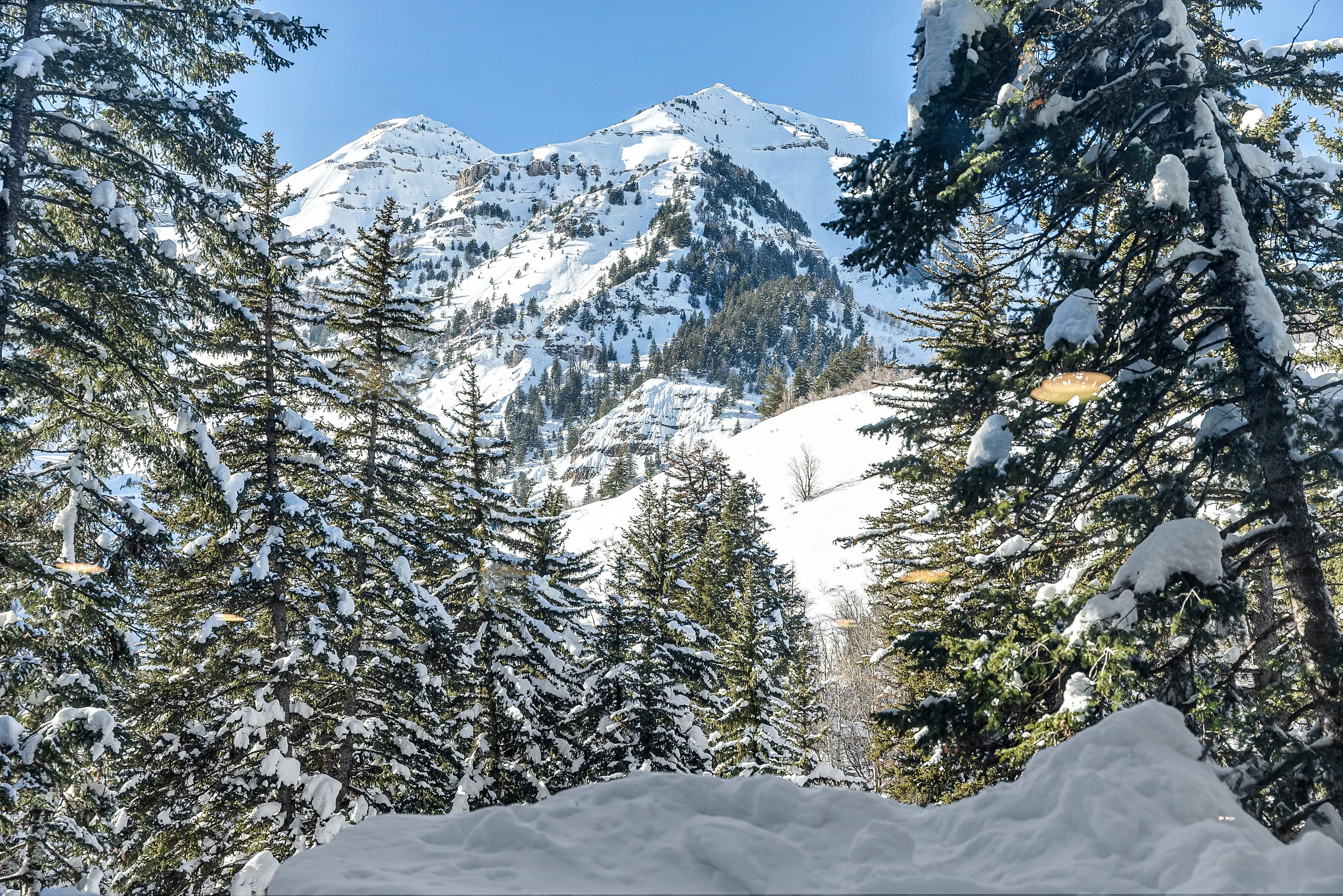 Carpe Montem #80