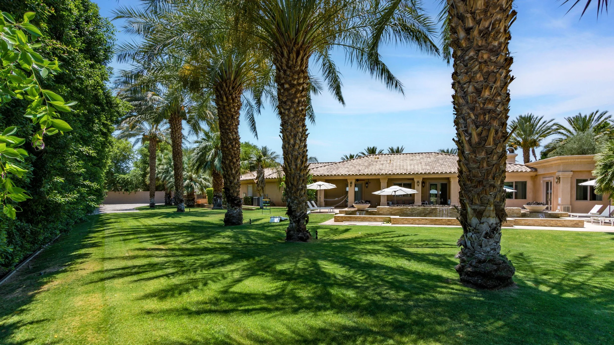Wander Indio Date Palm #86