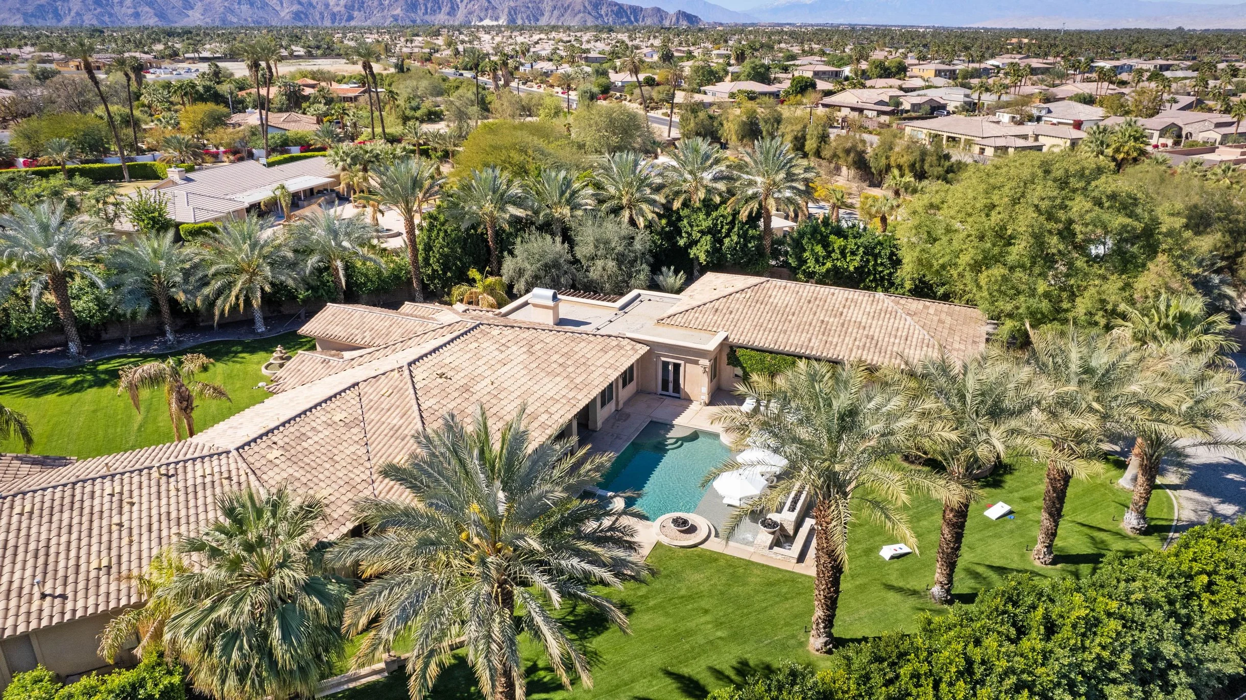 Wander Indio Date Palm #71
