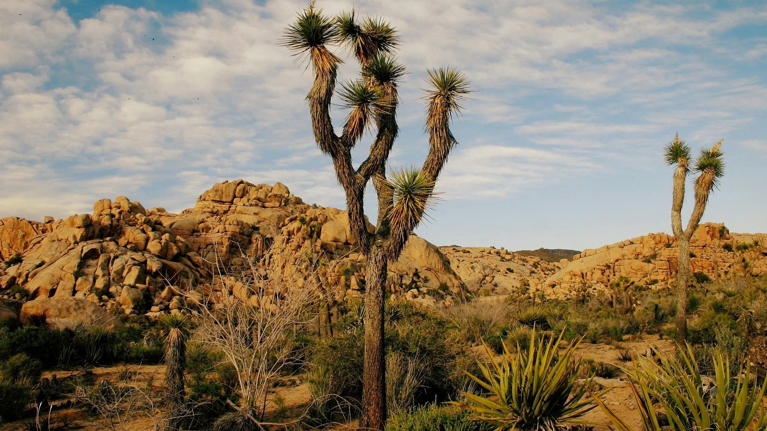 Wander Joshua Tree Cacti #115