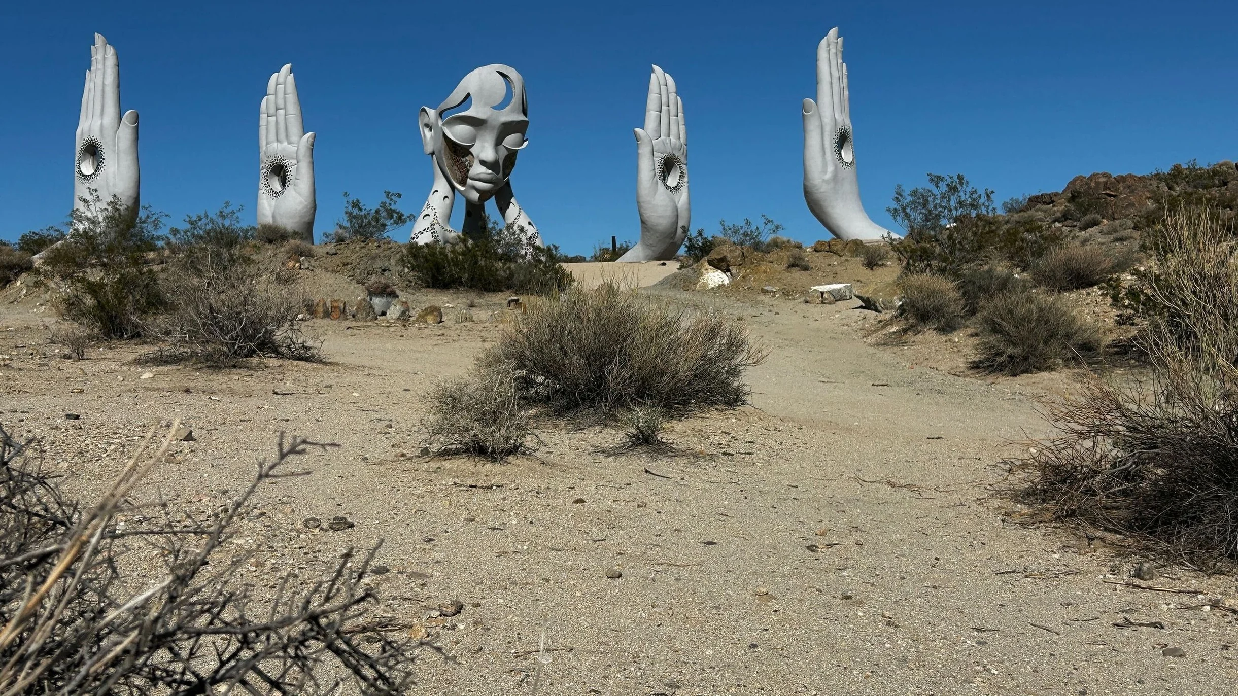 Wander Joshua Tree Cacti #100