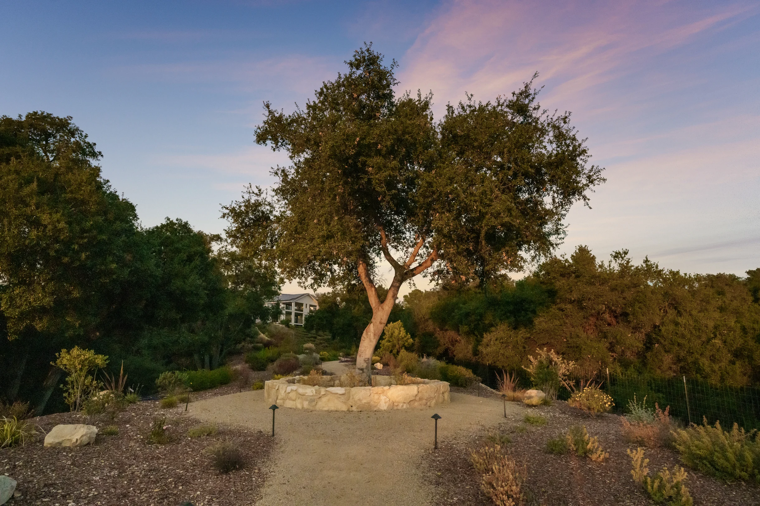 Wander Paso Robles Haze #62