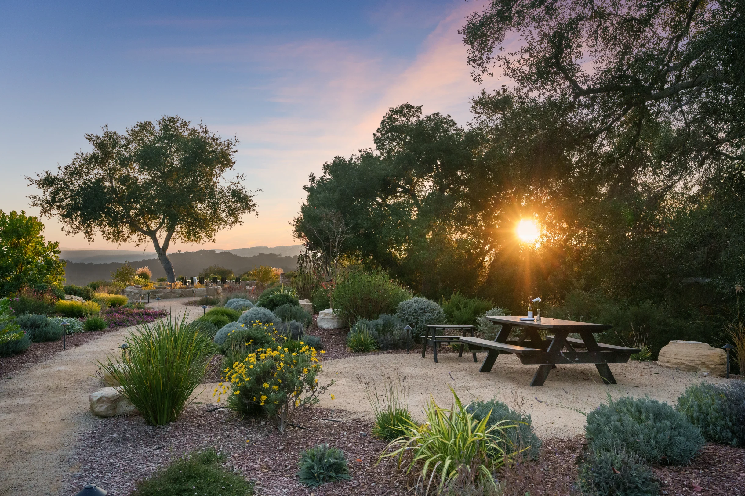 Wander Paso Robles Haze #70