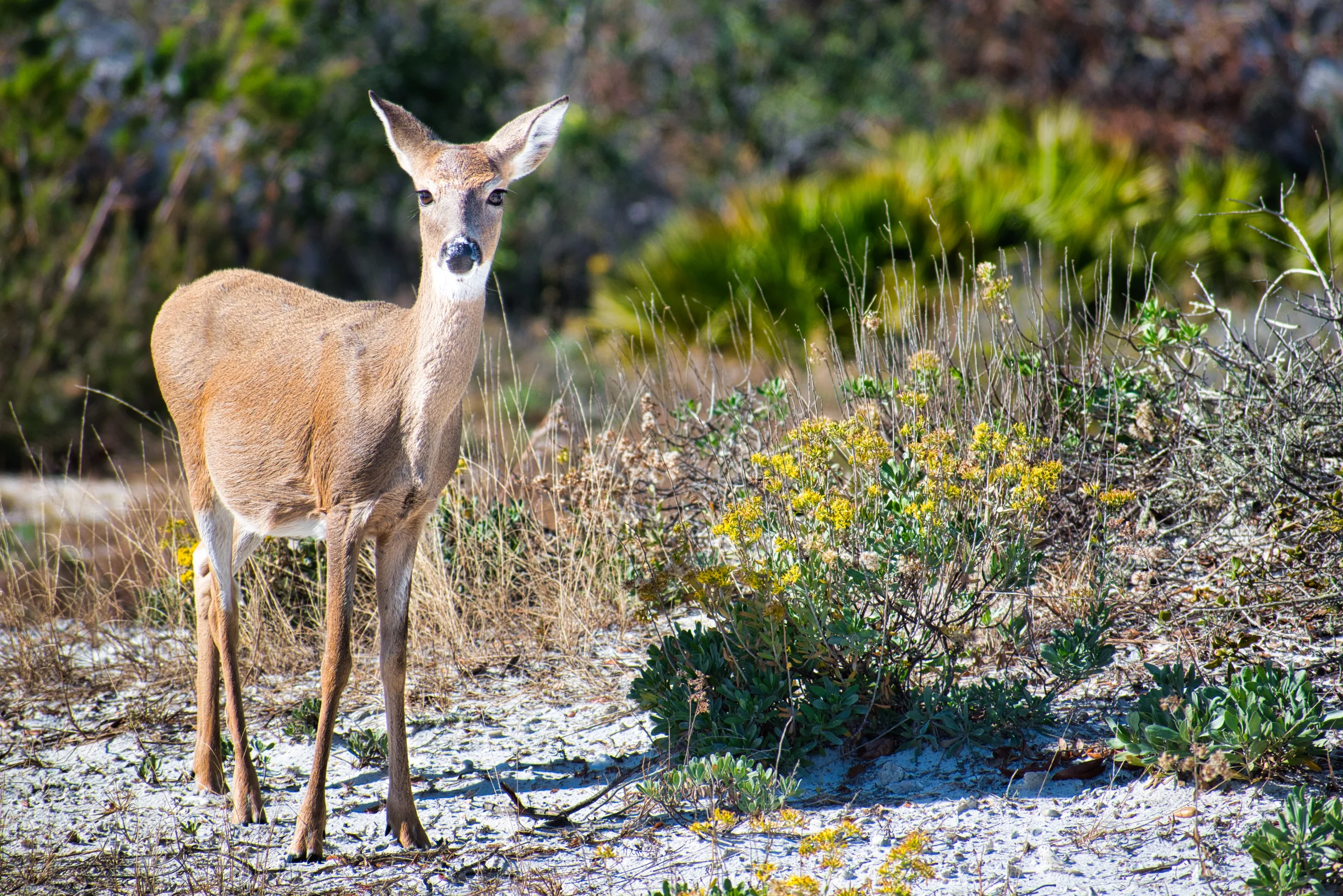 Wander Kiawah Marsh Retreat #27