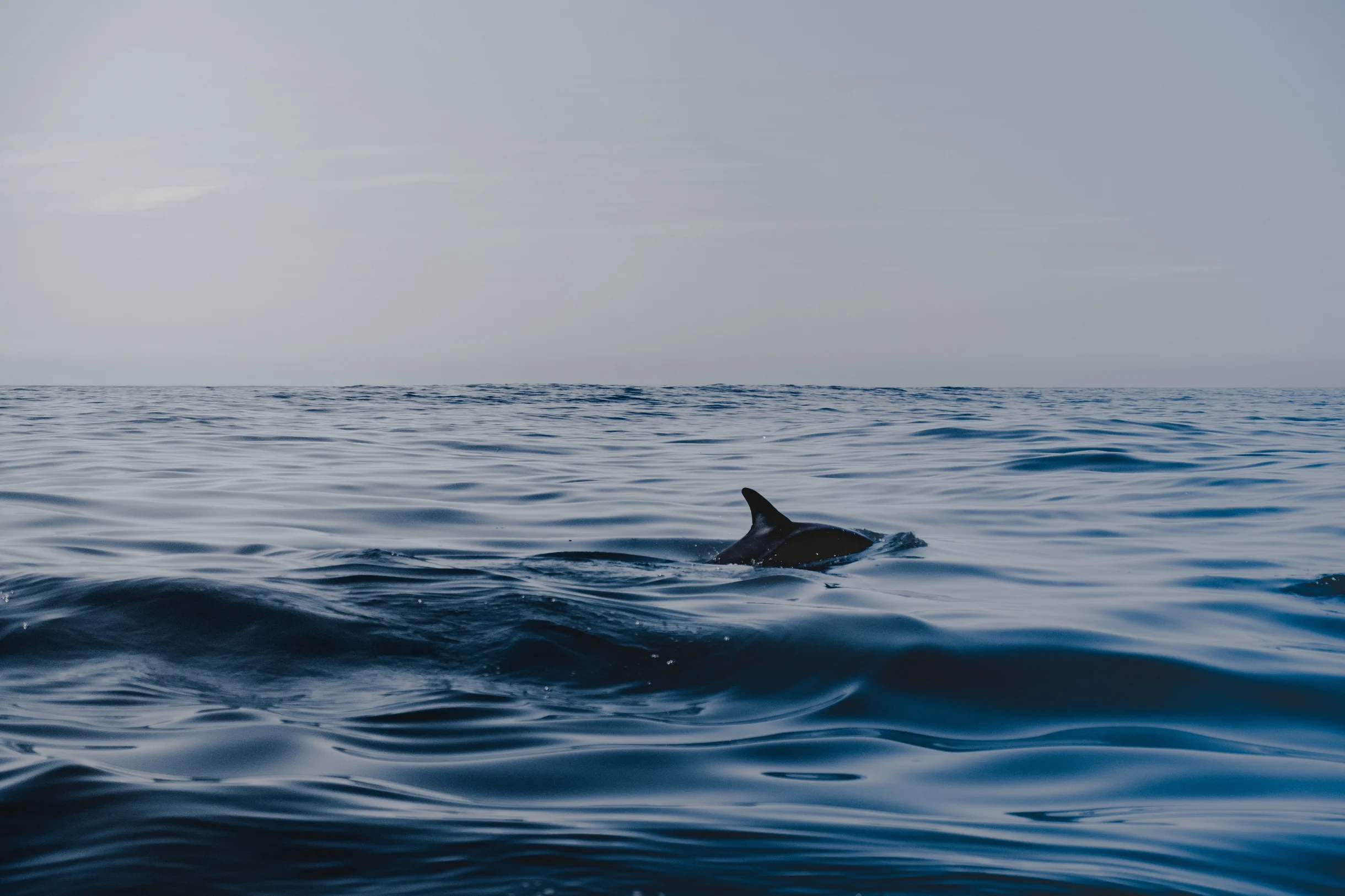Wander Kiawah Osprey