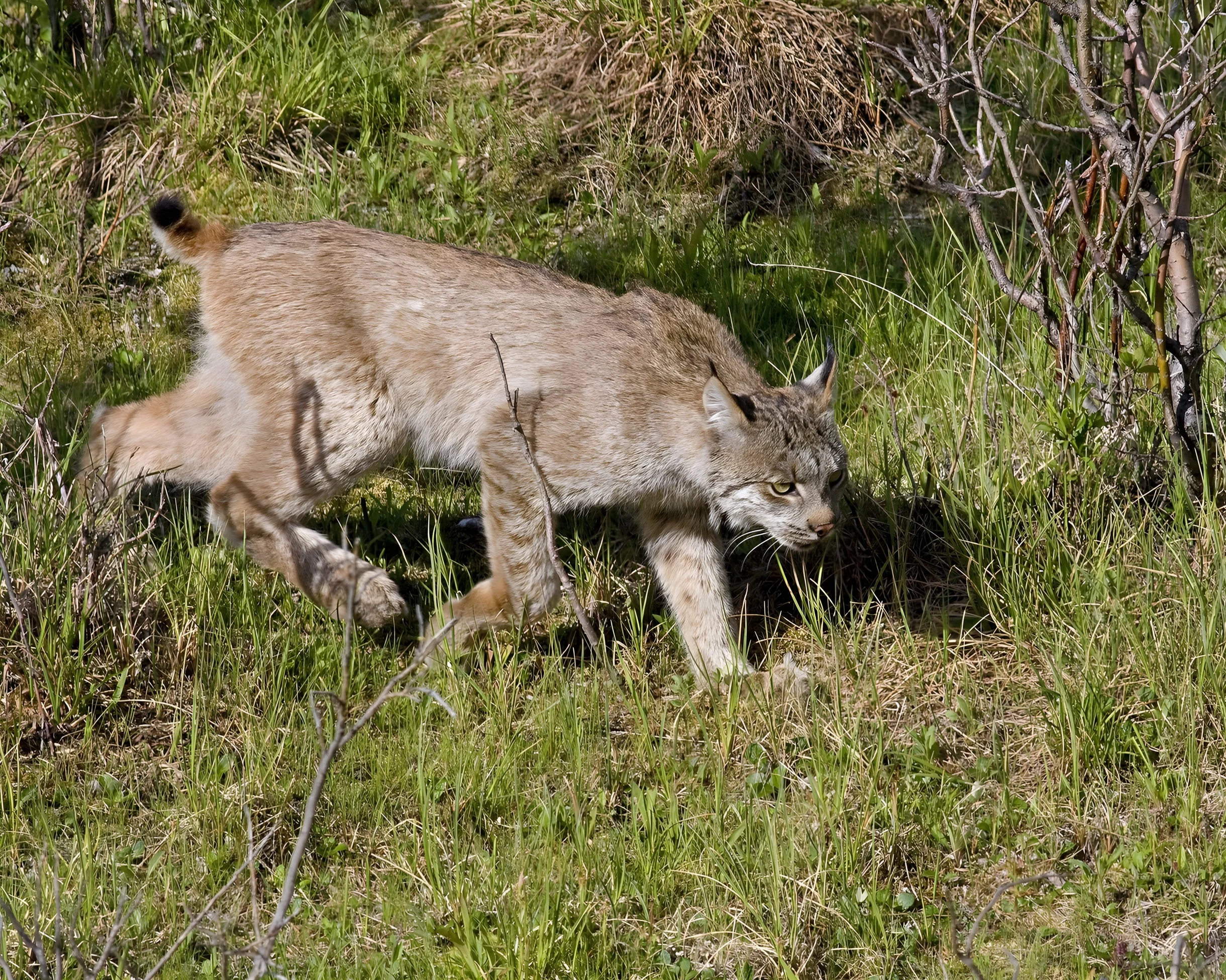 Wander Kiawah Lagoon #63