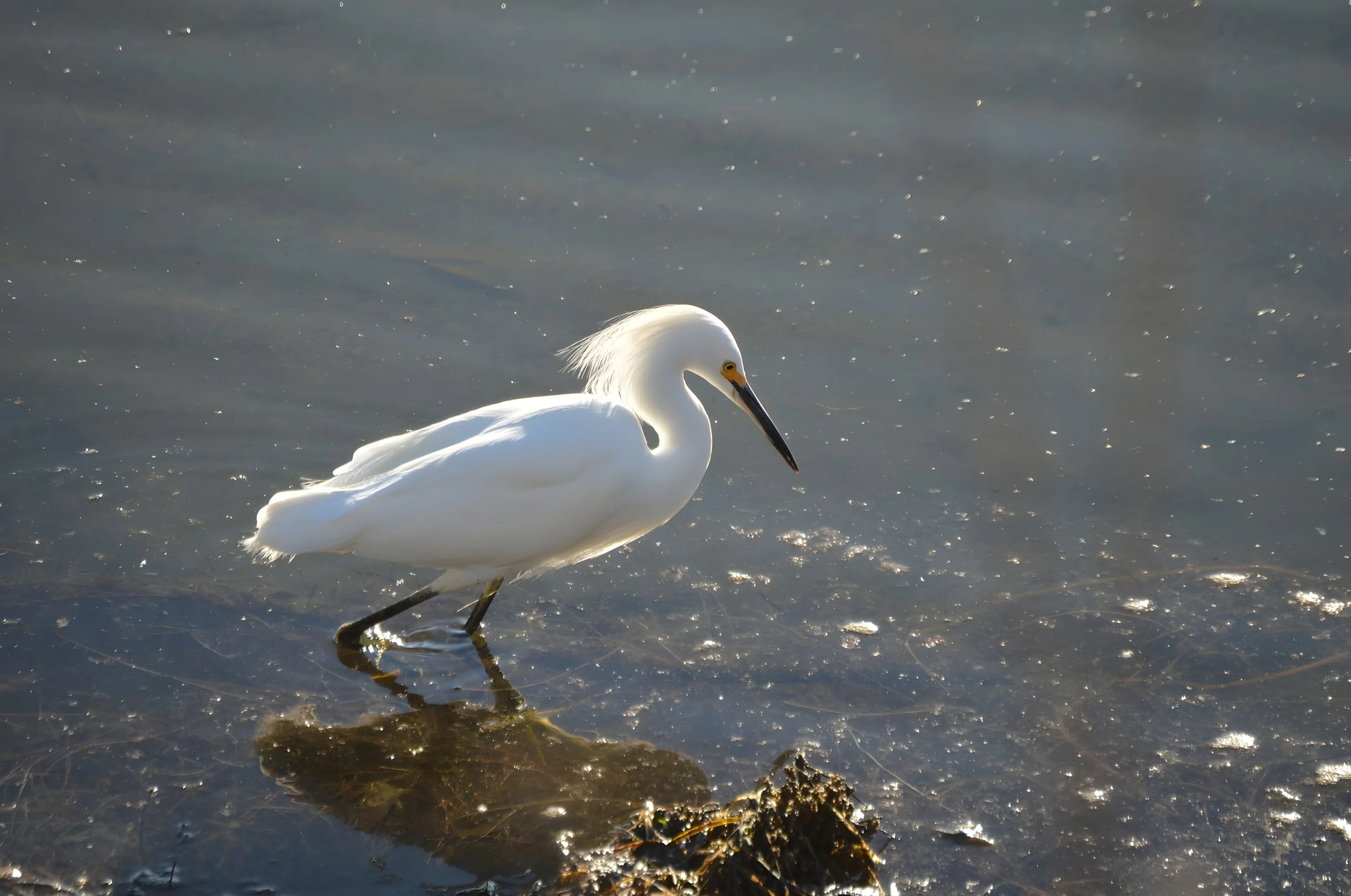 Wander Kiawah Tides