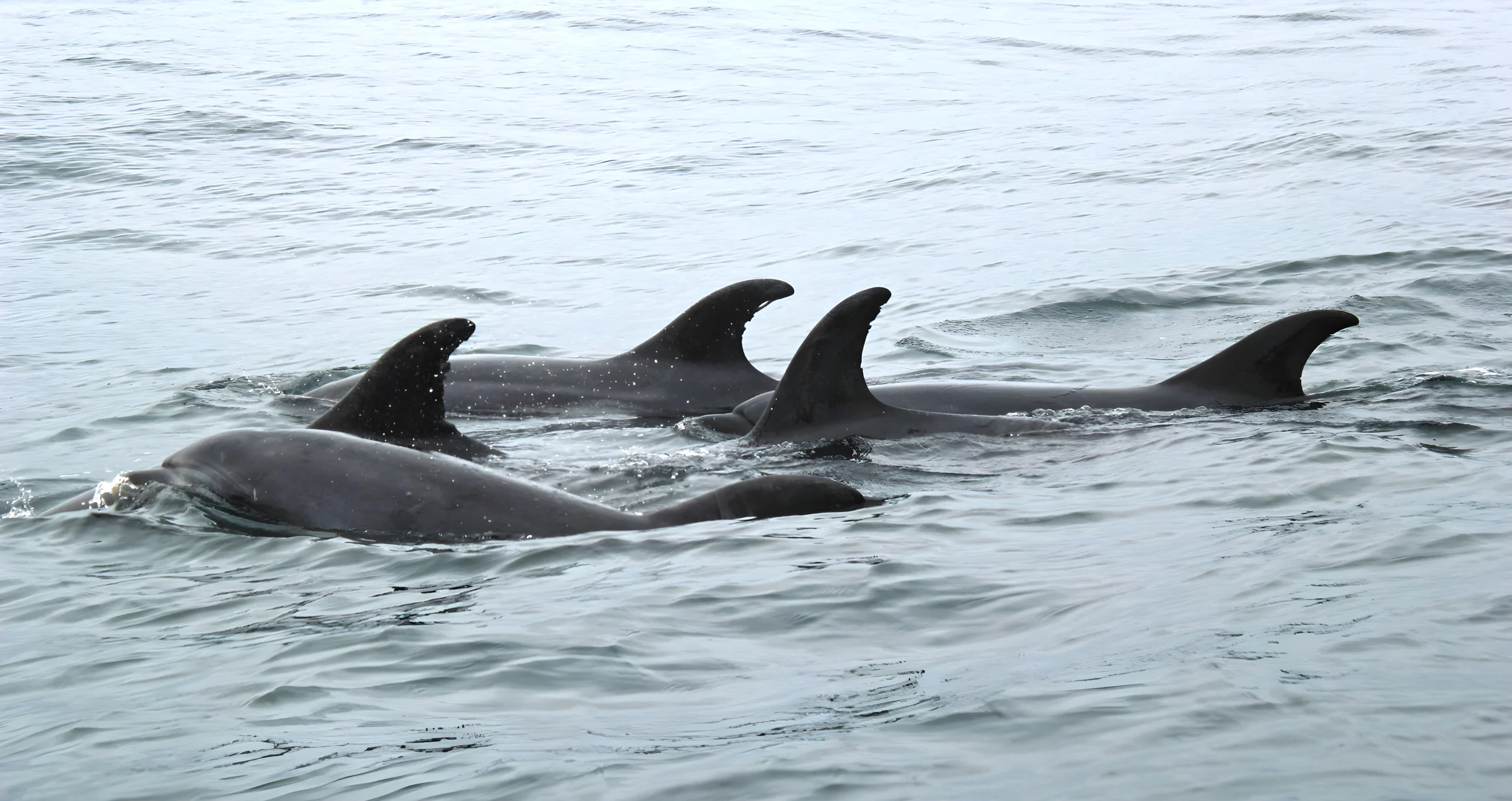 Wander Kiawah Shores #44