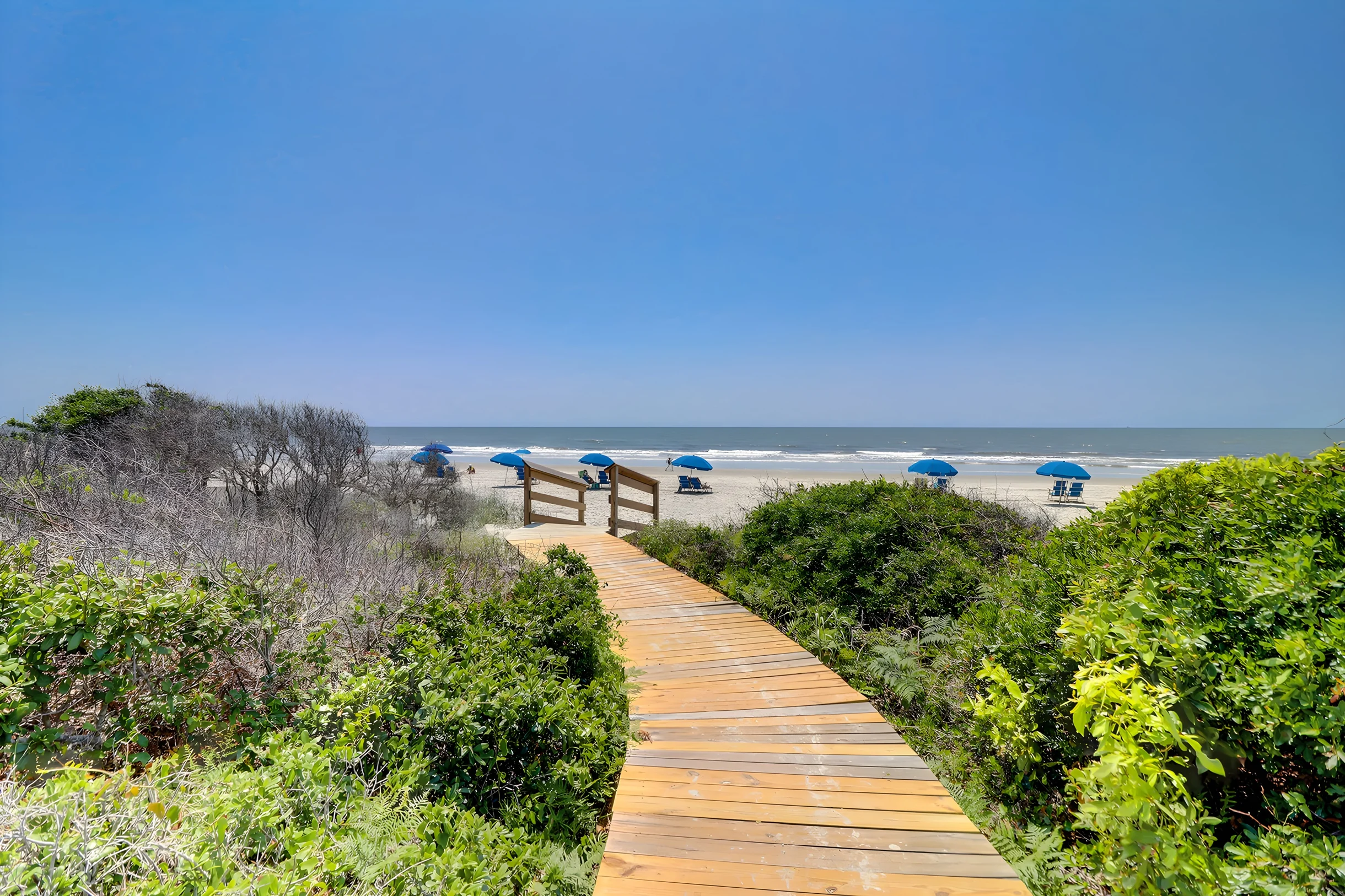 Wander Kiawah Palmettos #8