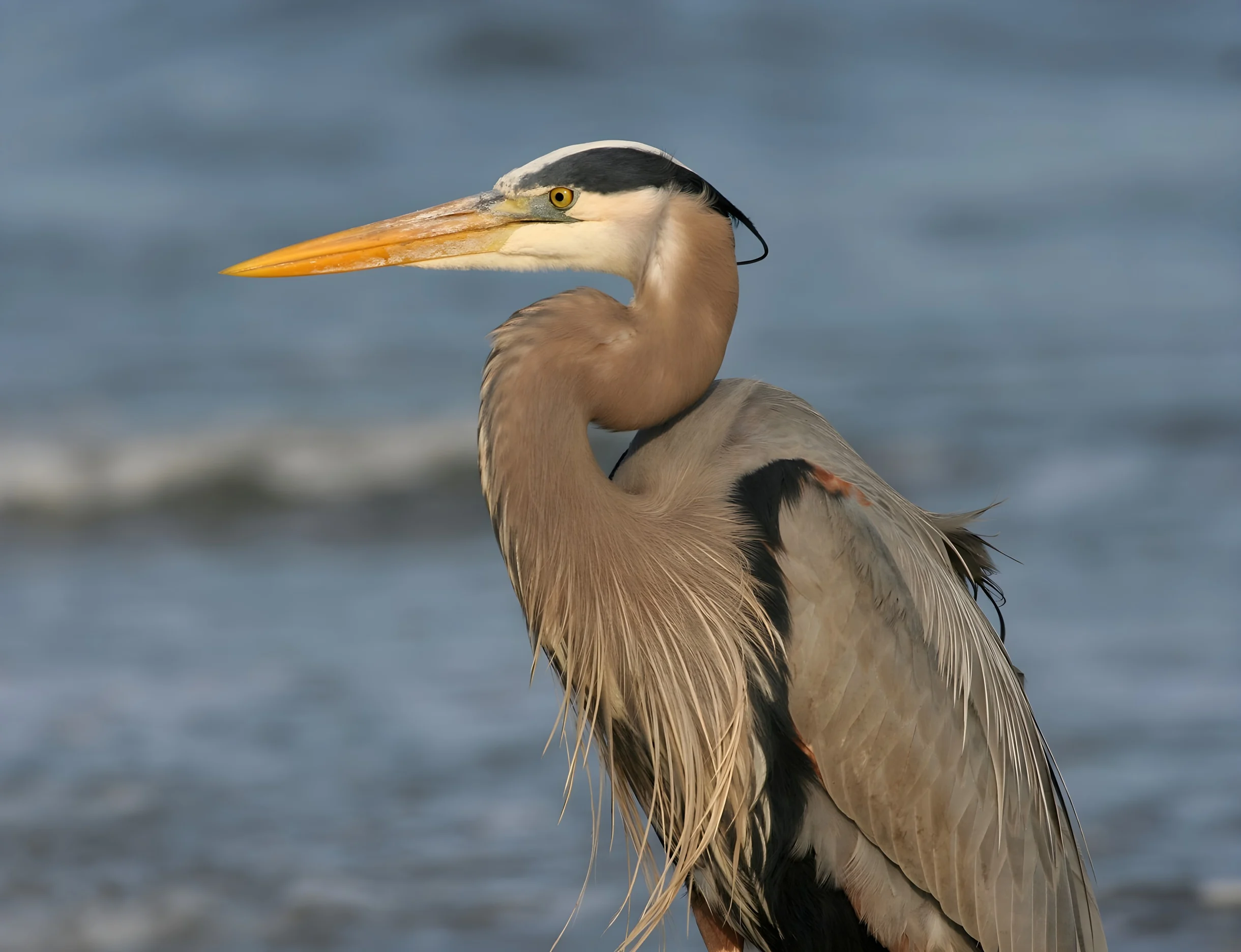 Wander Kiawah Island Pond #21