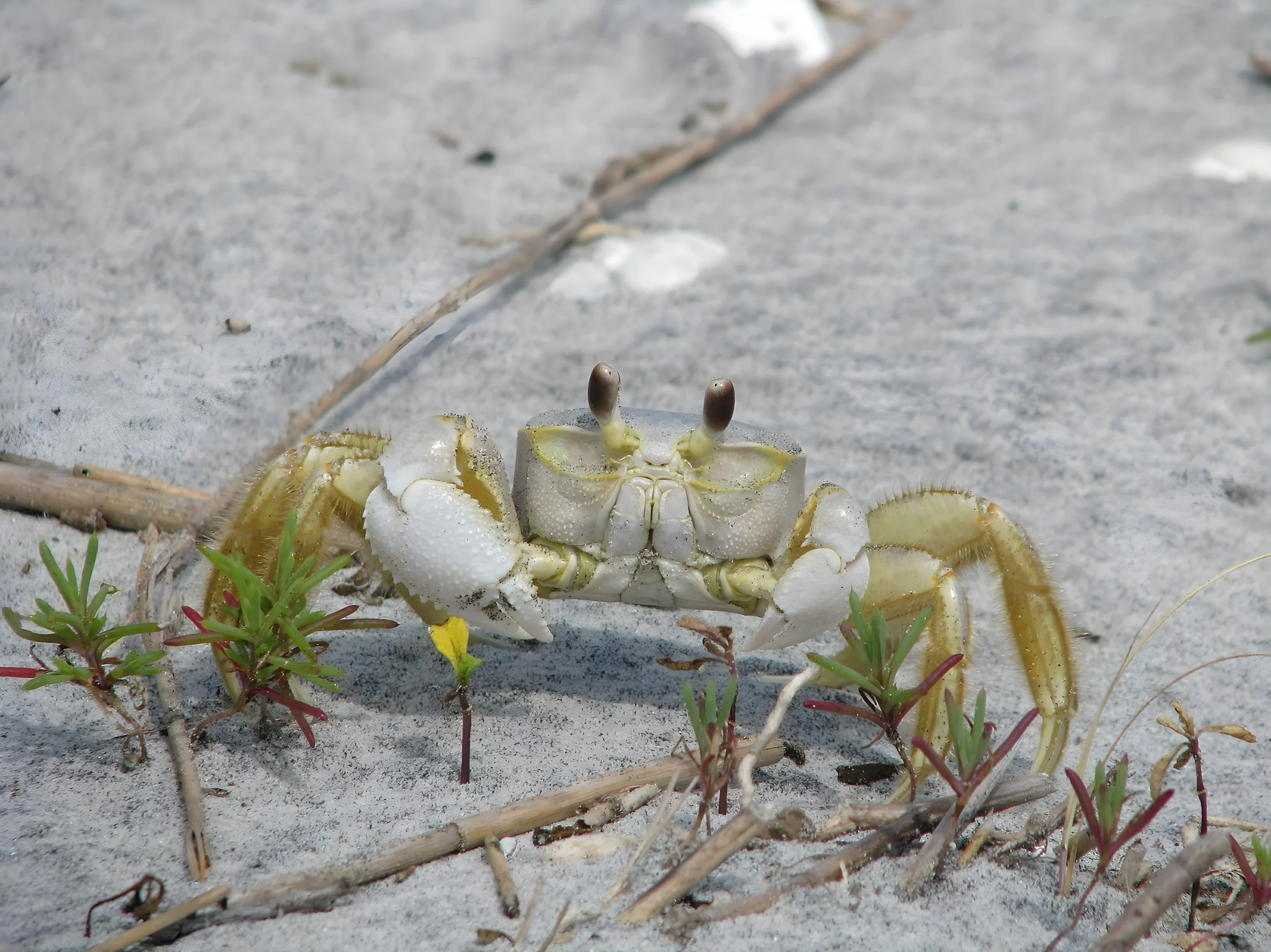 Wander Kiawah Island Pond #47