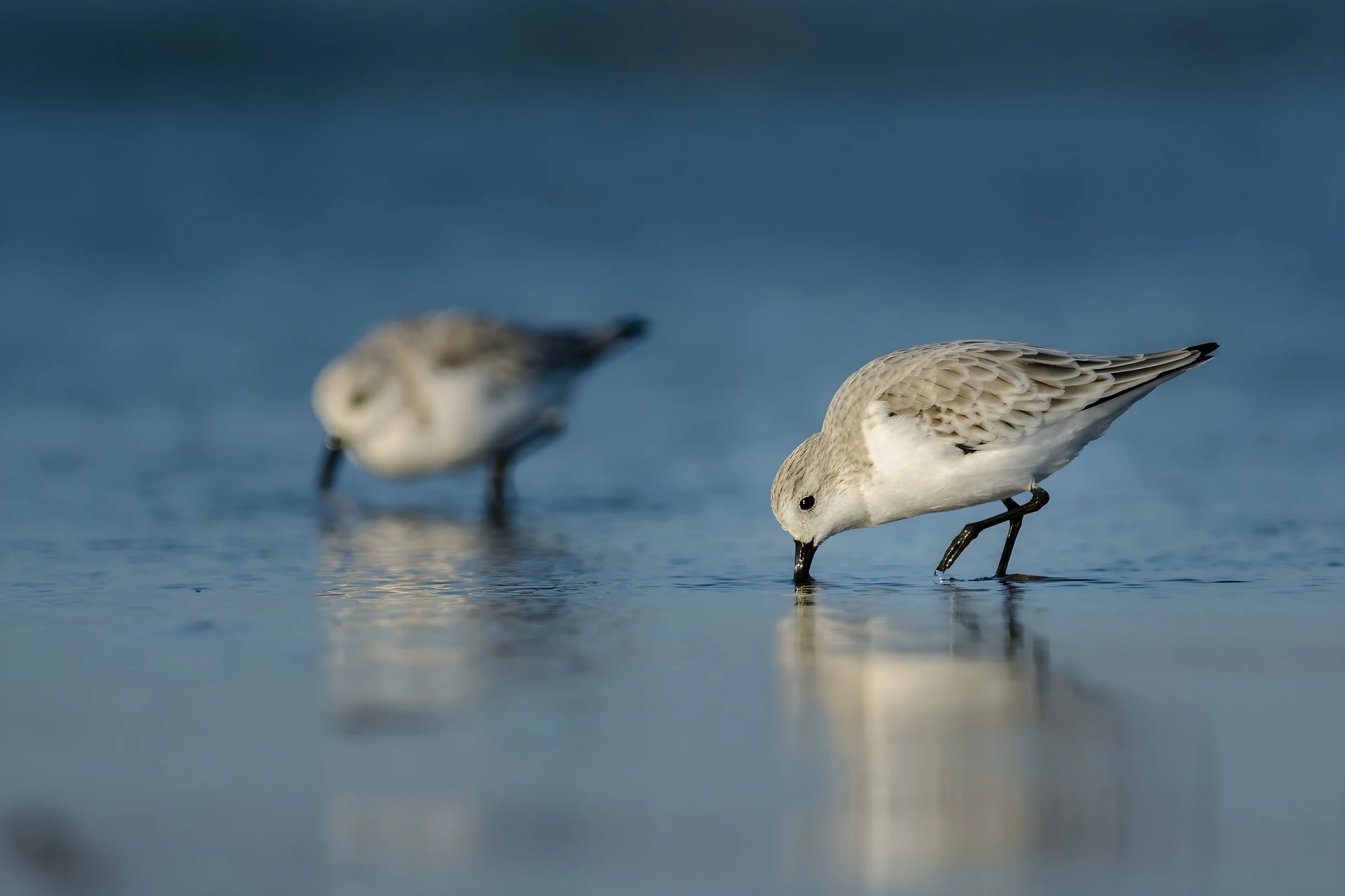 Wander Kiawah Island Plantation