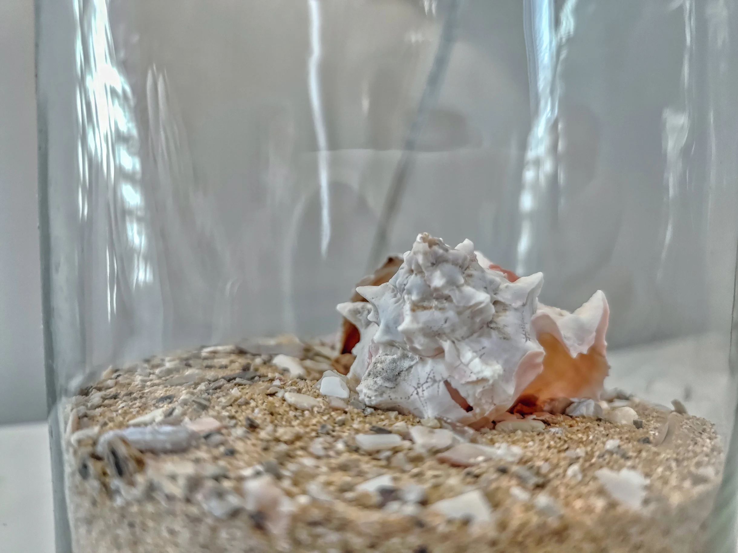 Wander Hilton Head Driftwood #69