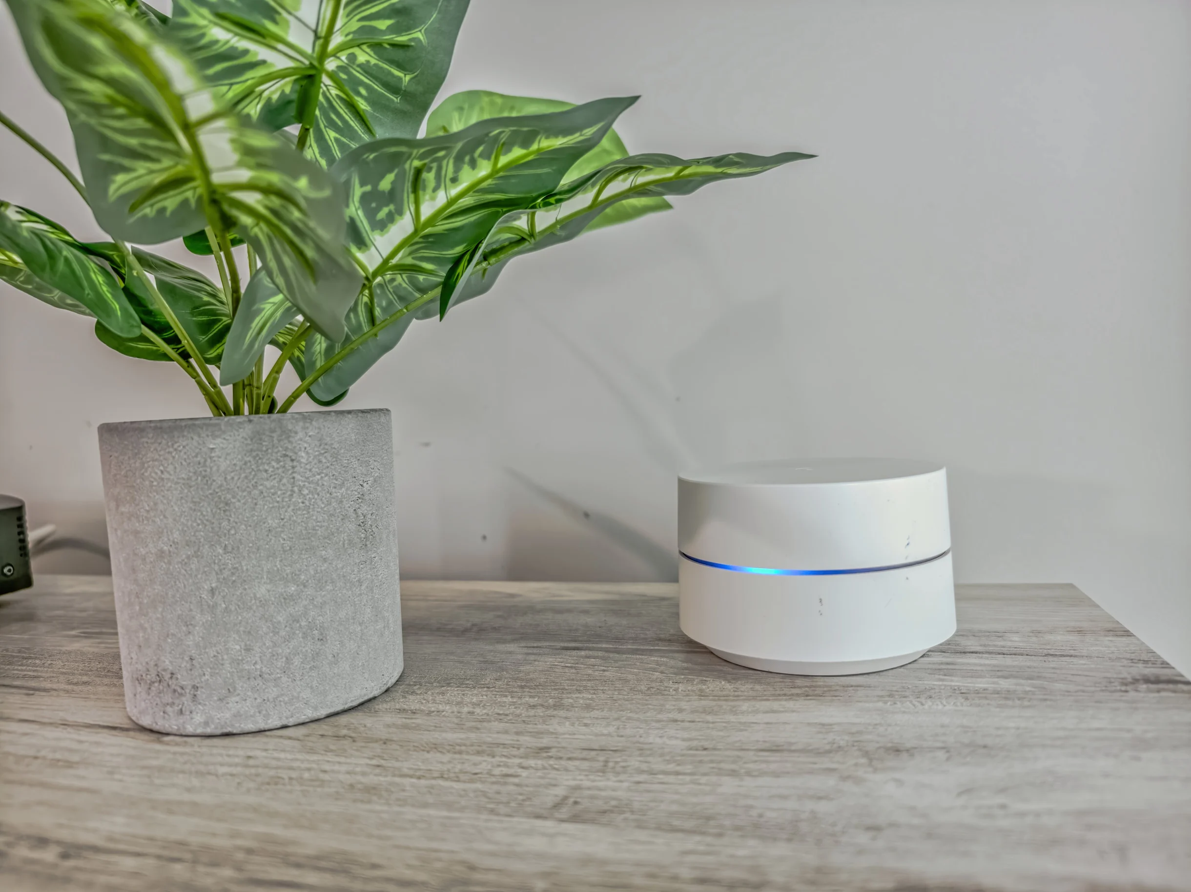 Wander Hilton Head Alligators #57