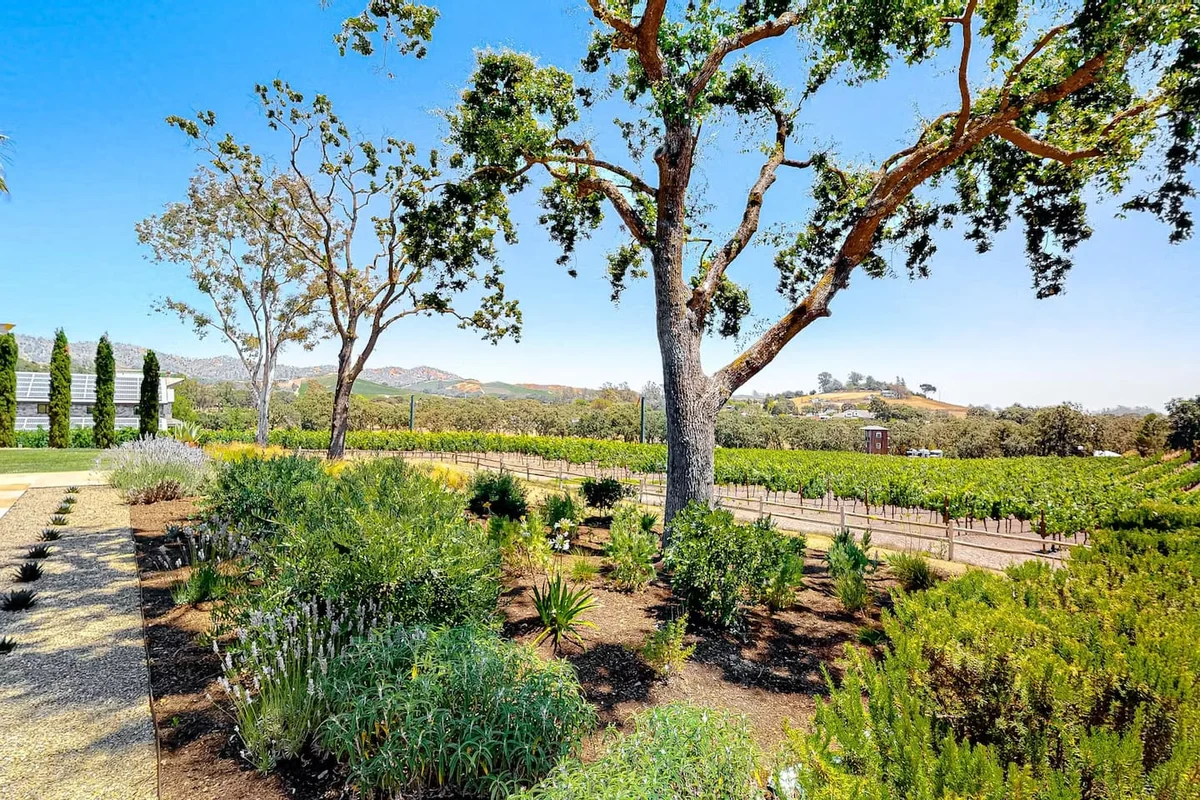 Chardonnay View #26