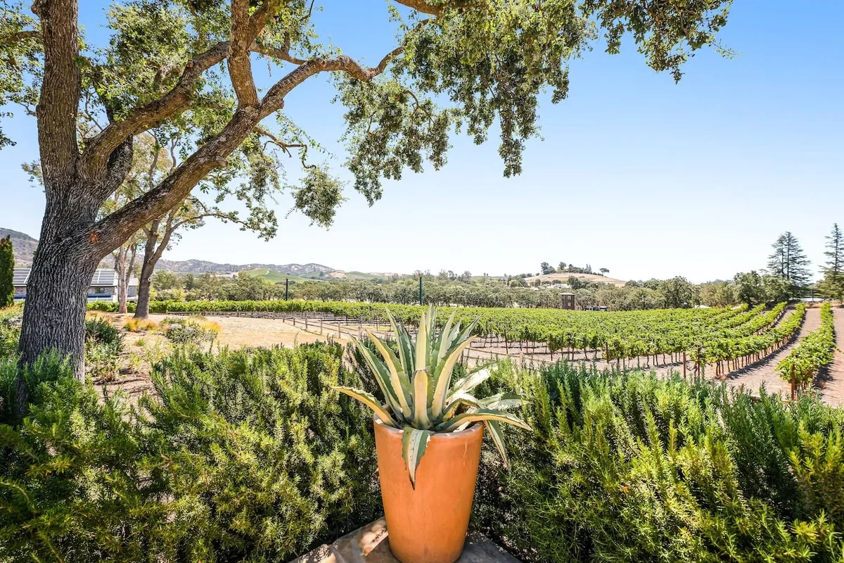Chardonnay View #11