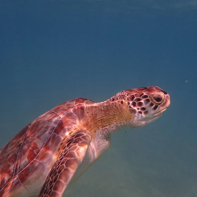 Wander Tankah Cenotes #52