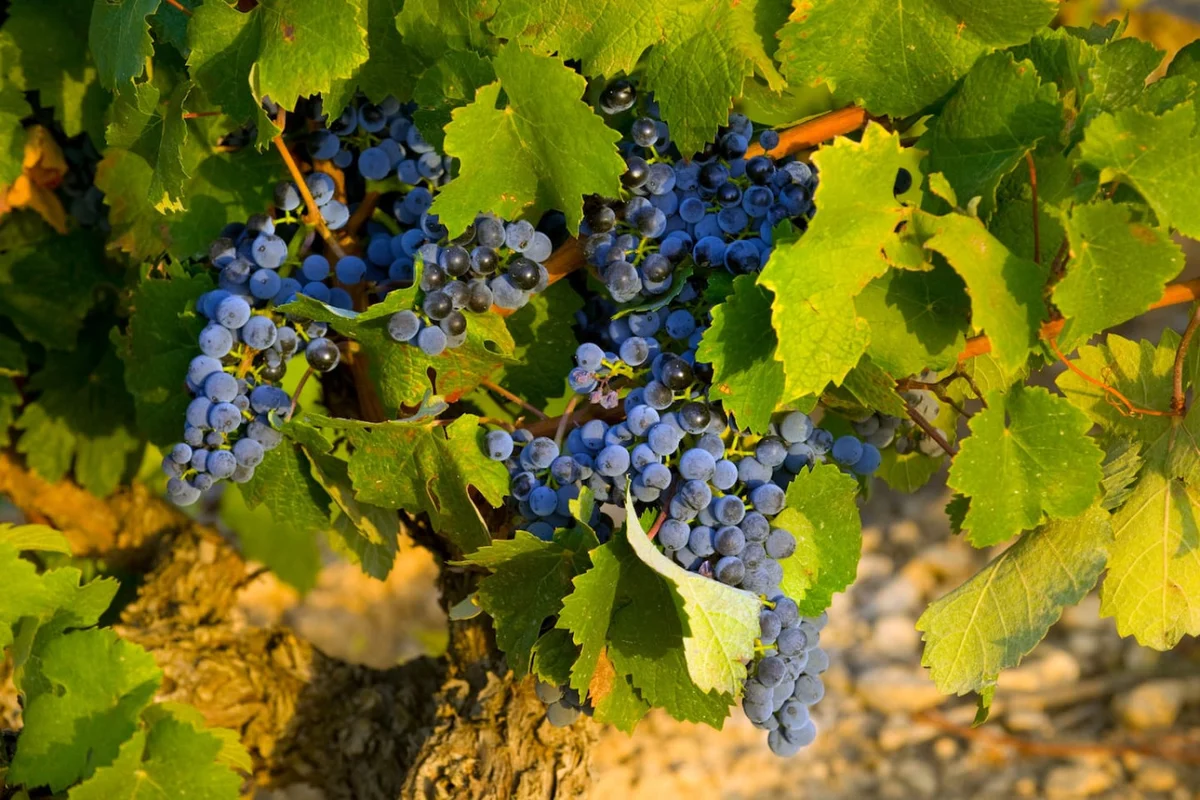 Palacio Manzanos Haro| Wellness & Wine |Gym |Sauna #2