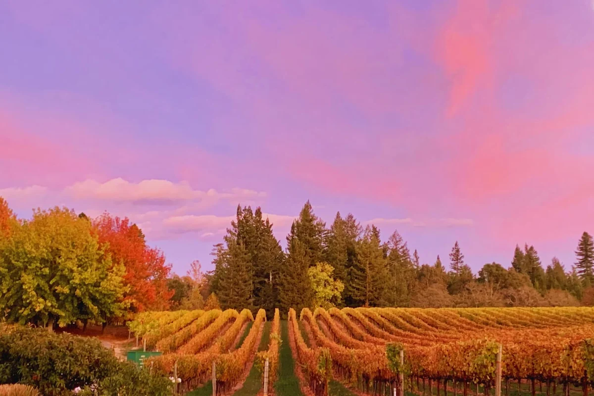 Ross Ridge Vineyards #14