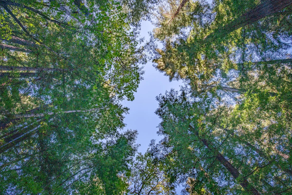 Sunnyside Tranquility #38