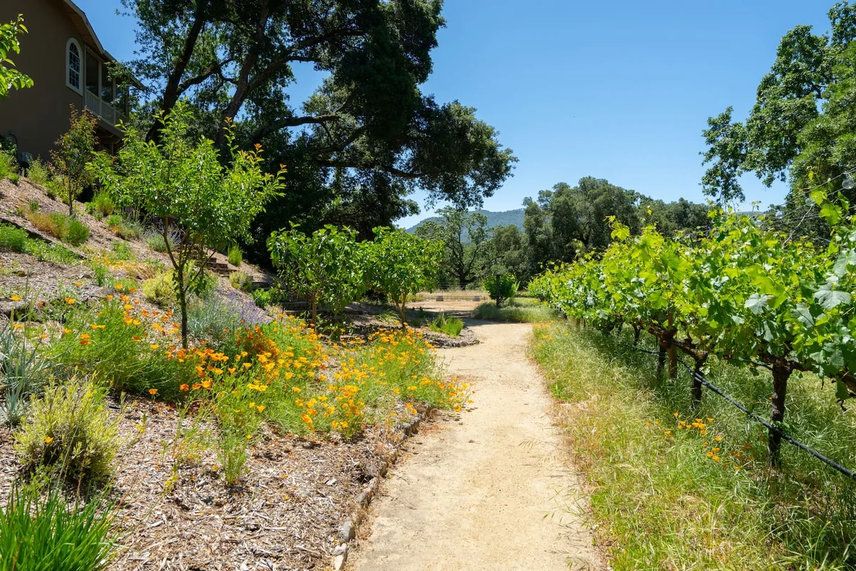 Valley of the Moon Winehouse #52