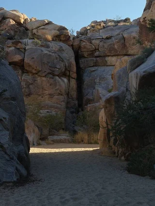 Wander Joshua Tree Terra #48