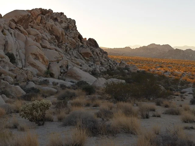Wander Joshua Tree Edge #54