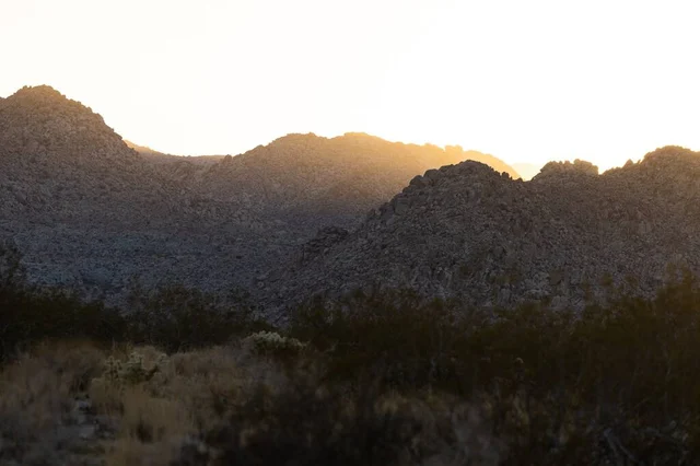 Wander Joshua Tree Edge #47