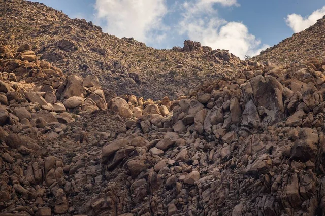 Wander Joshua Tree Edge #55
