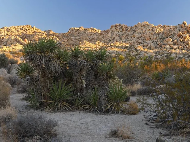 Wander Joshua Tree Edge #74