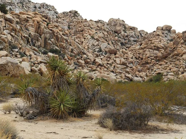 Wander Joshua Tree Edge #80