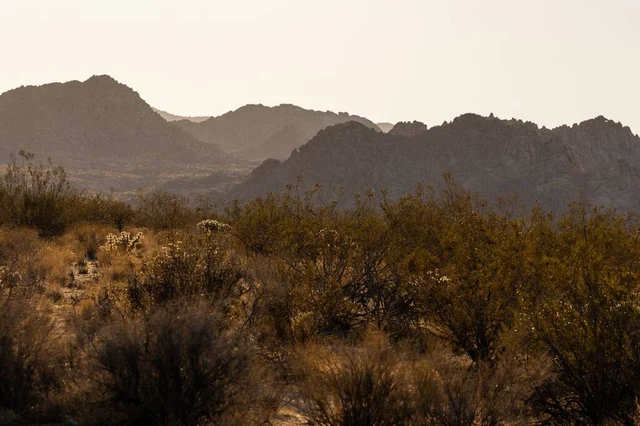 Wander Joshua Tree Edge #75