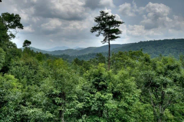 Wander Georgia Woods #163