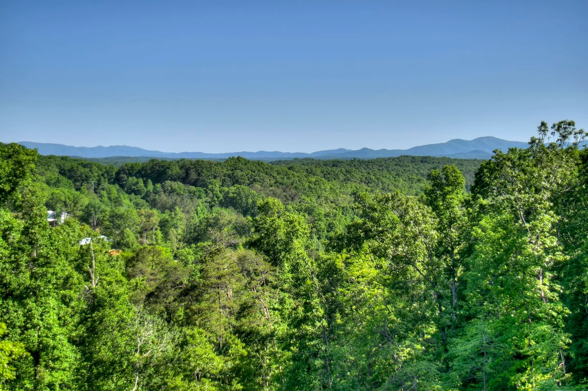 Wander Georgia Bears #133