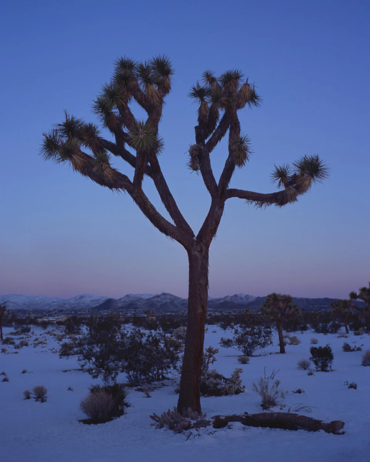 Wander Joshua Tree Mesa #60