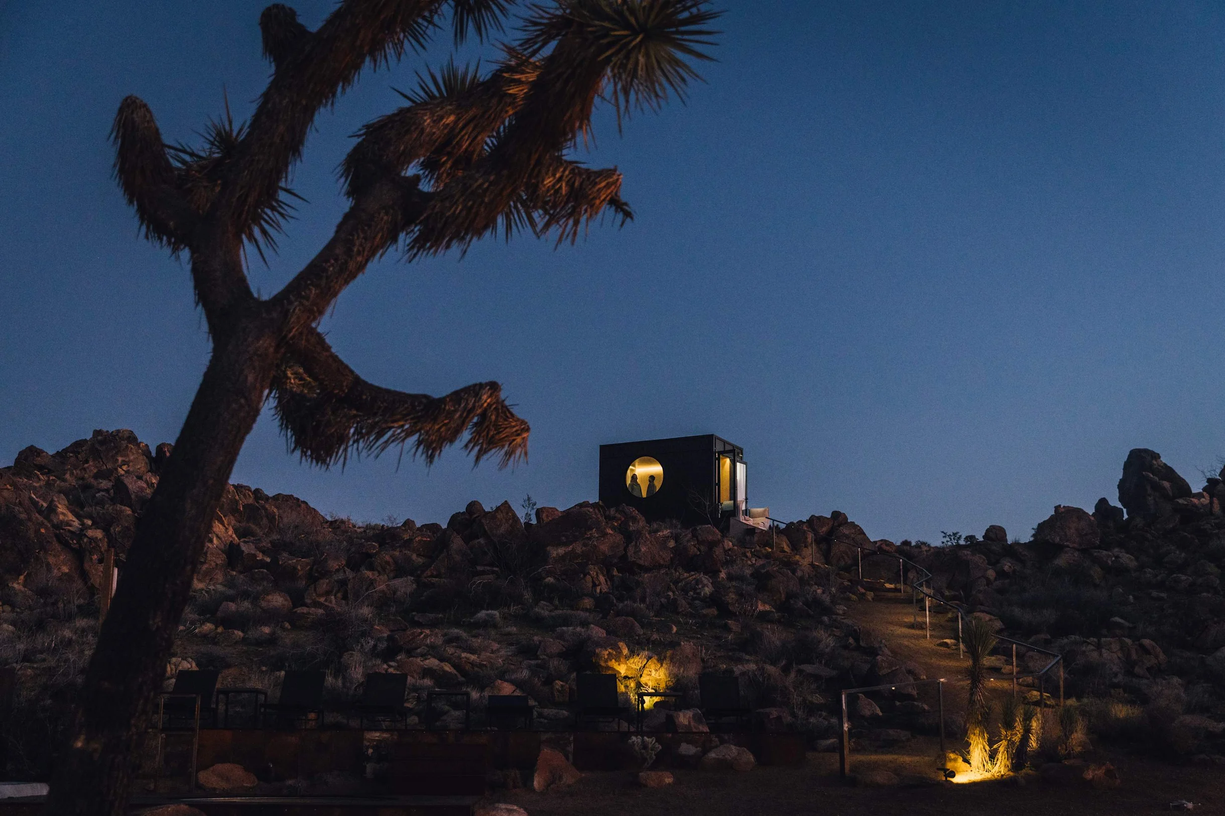 Wander Joshua Tree Acacia #139