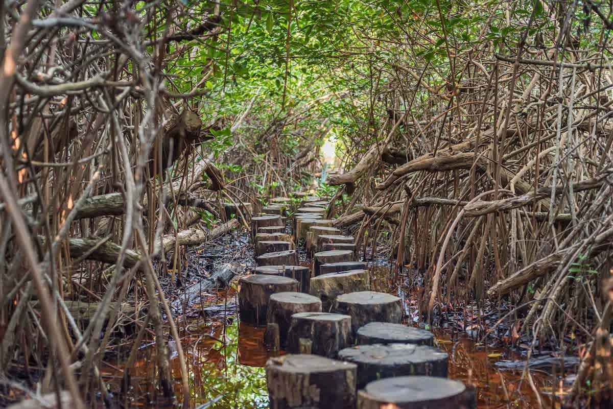 Wander Tulum Reserve #115