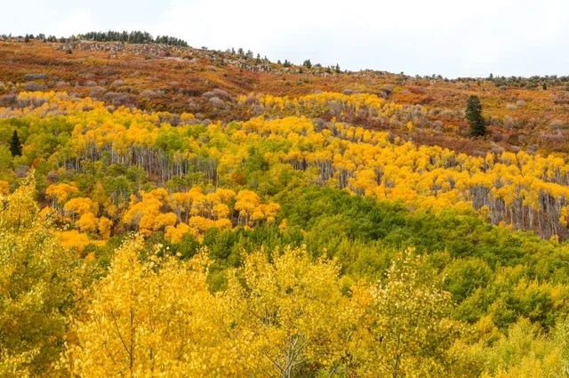 Wander Park City Alpine #38