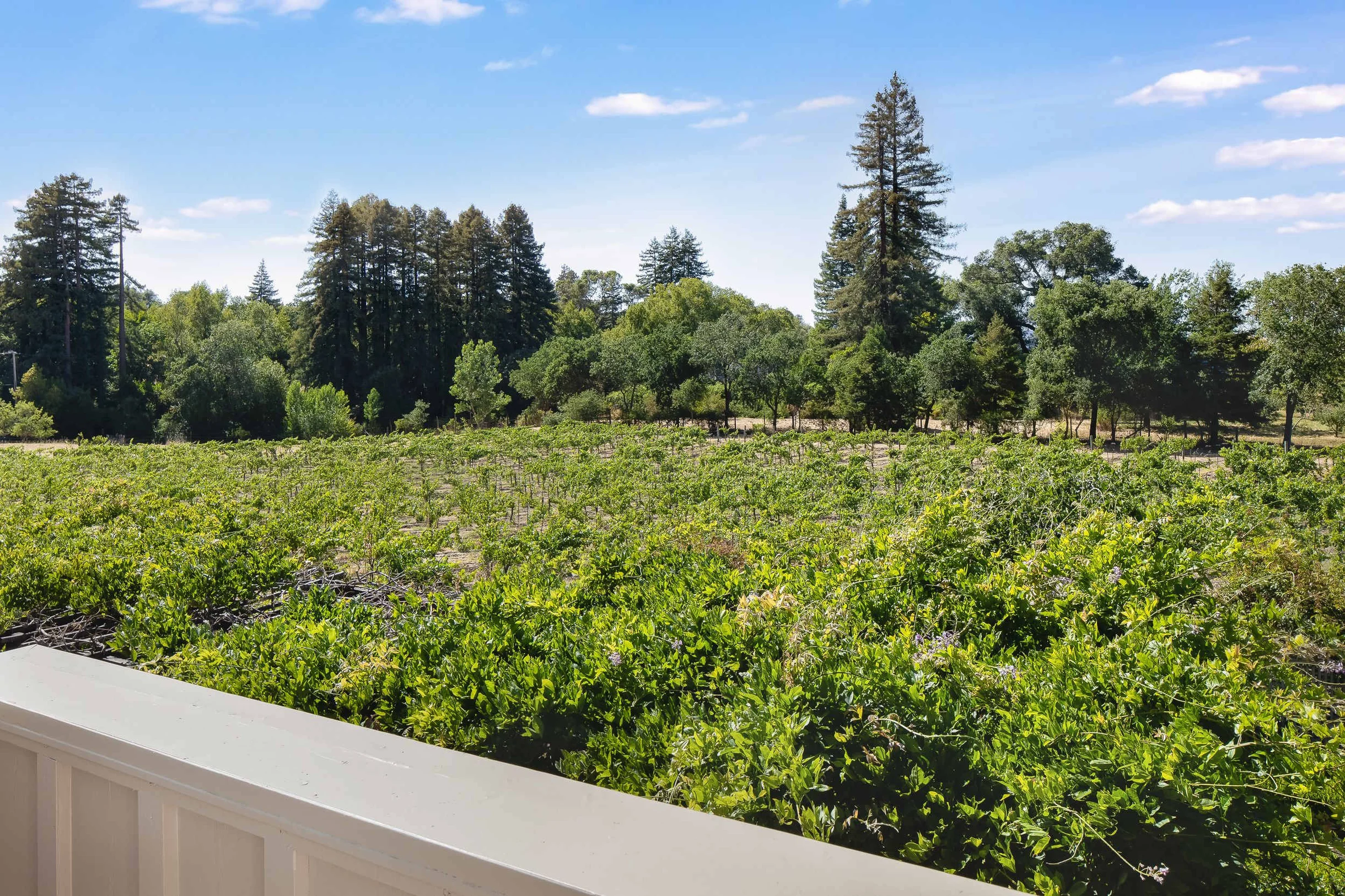 Wander Sonoma Sanctuary #53
