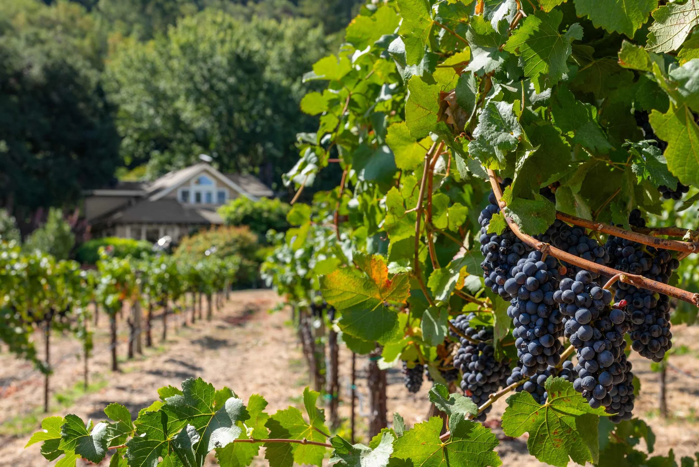 Wander Sonoma Sanctuary #118