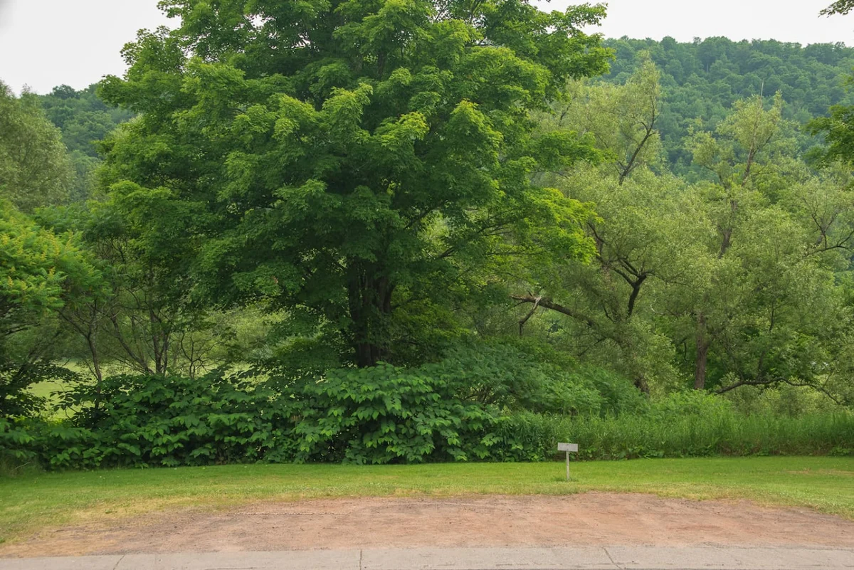 Vintage Catskills Home • Bucolic Views & Coziness #90
