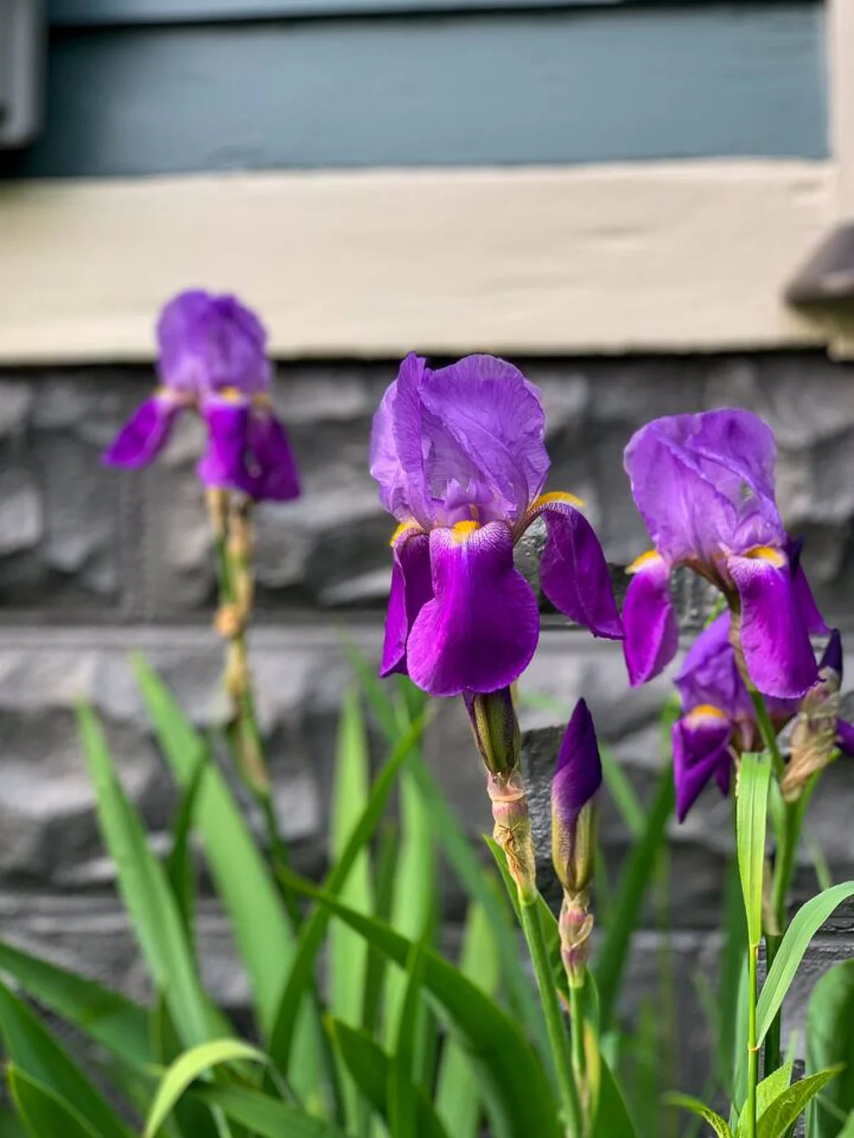 Hygge Haus • Warm Welcoming Year-Round Escape #88