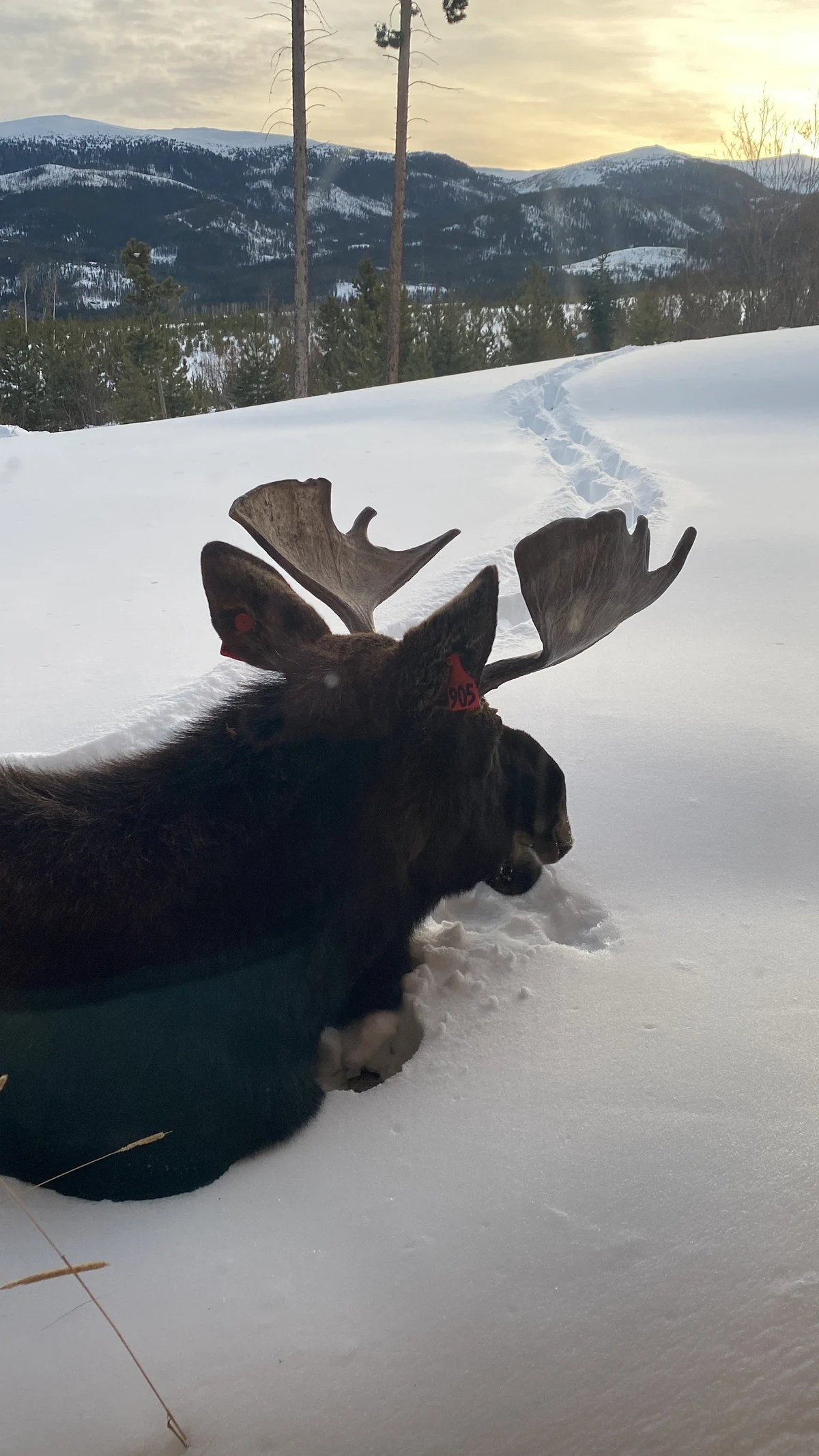 Mountain Moose Chalet #36