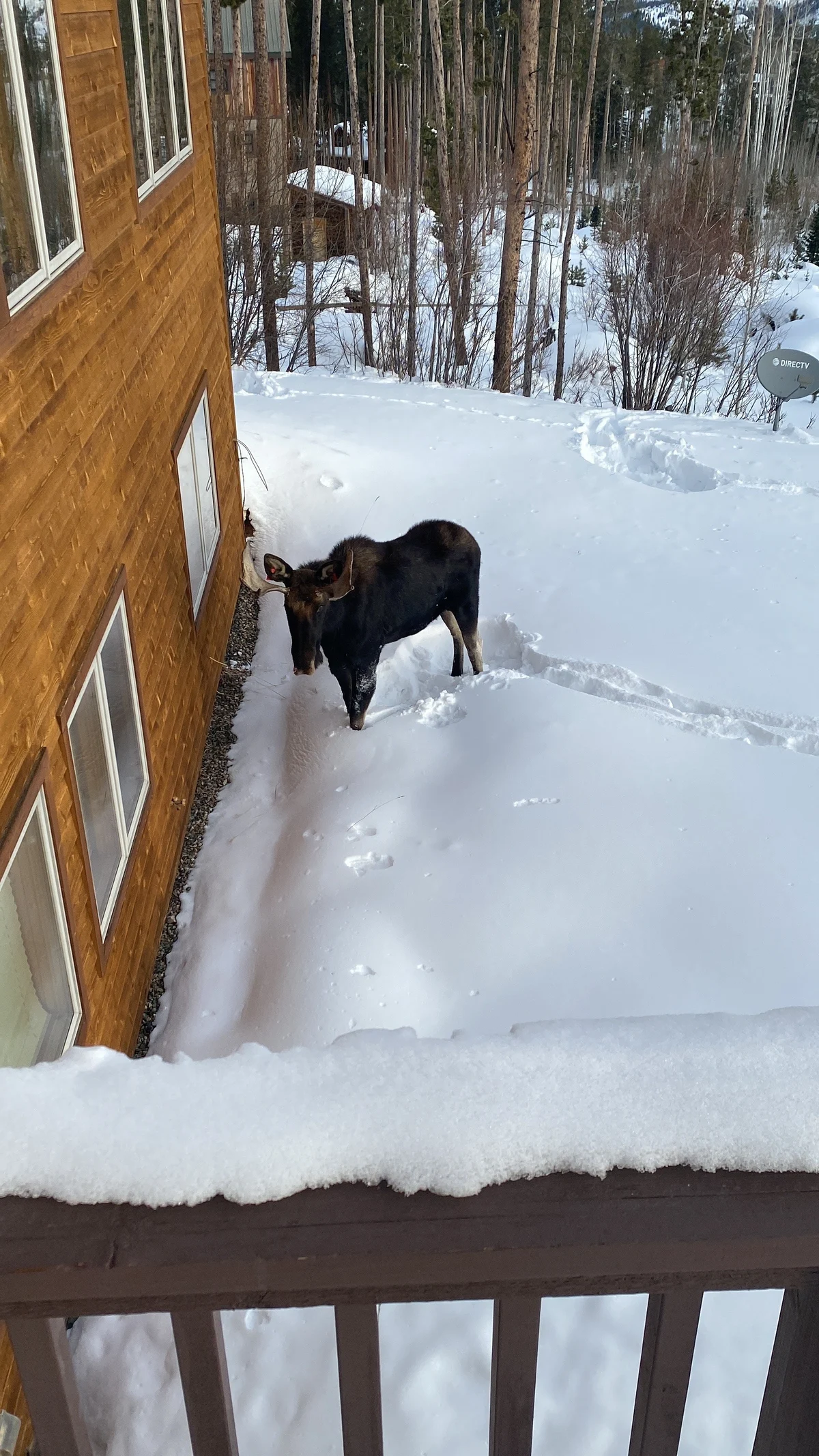 Mountain Moose Chalet #13
