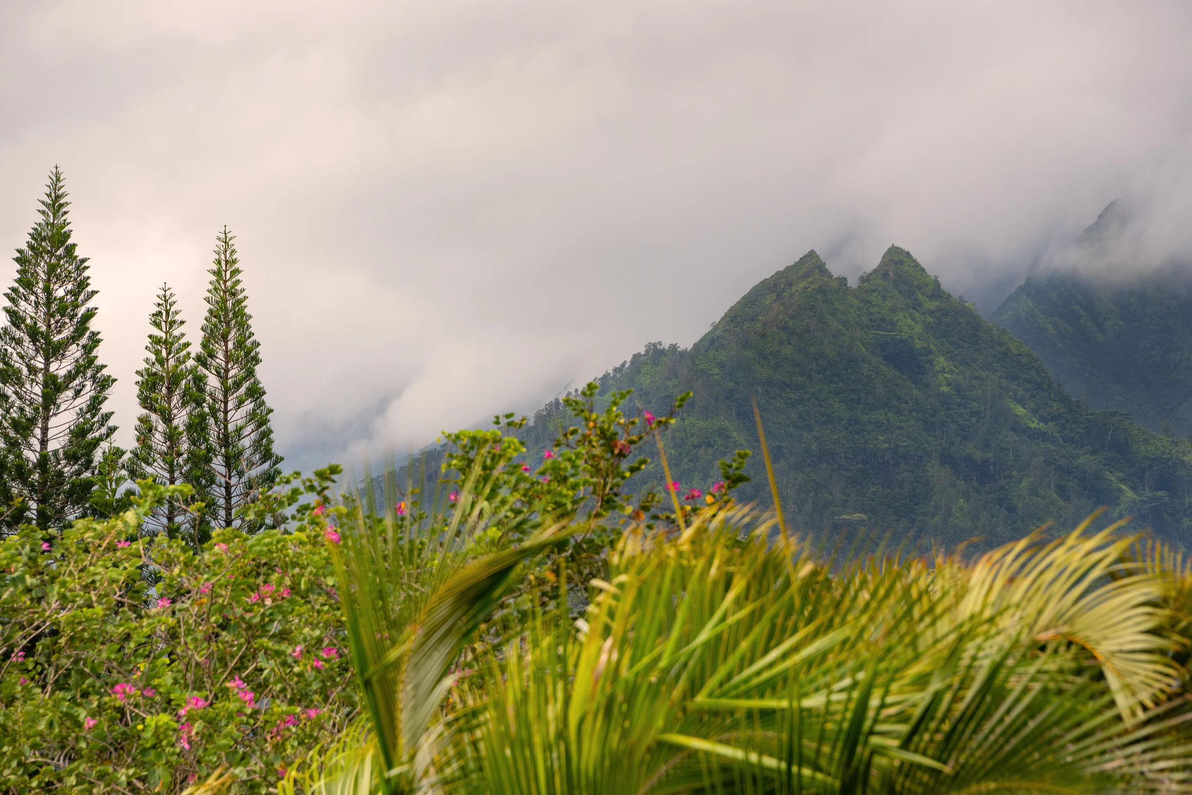 Hihimanu House #50